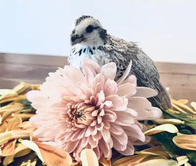 bobwhite quail breeder, View more