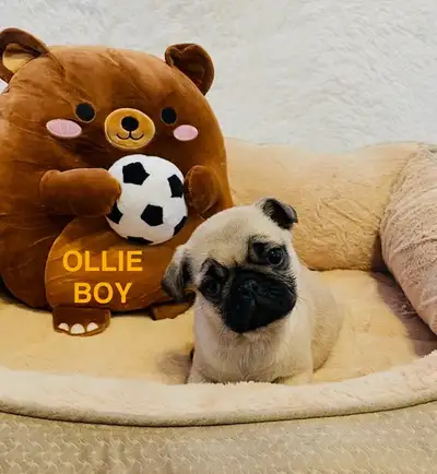 ❤️❤️❤️Pug puppies❤️❤️❤️, View more