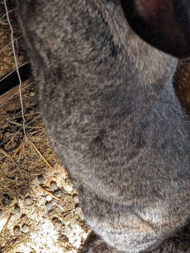 Flemish French Lop cross buck in Livestock in Prince Albert - Image 2