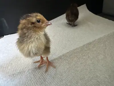 coturnix quail chicks , View more