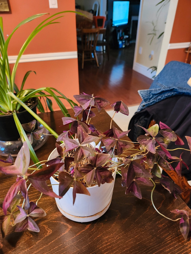  House Plants for sale.   in Other in Charlottetown