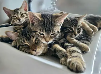 Chaton Tabby cherchant son foyer pour la vie, View more