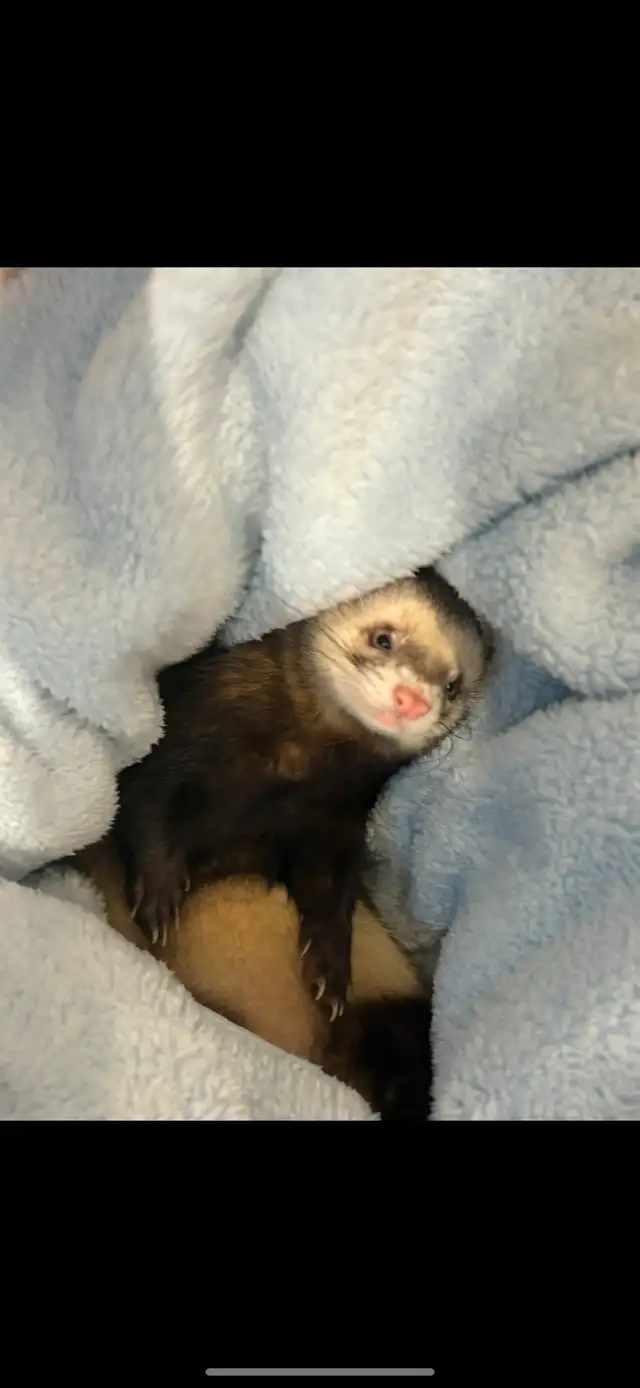 Male Ferret in Small Animals for Rehoming in Markham / York Region - Image 4