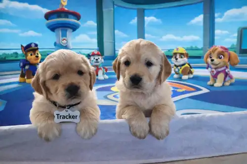 Are you looking for a hiking buddy or a couch cuddler? Our golden retriever pups are a bit of both!...