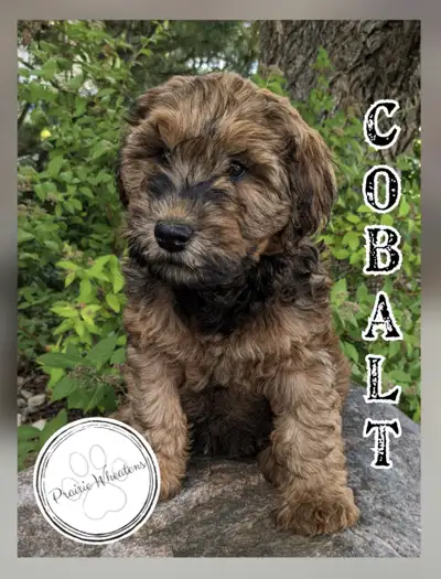 Whoodle Puppies, View more