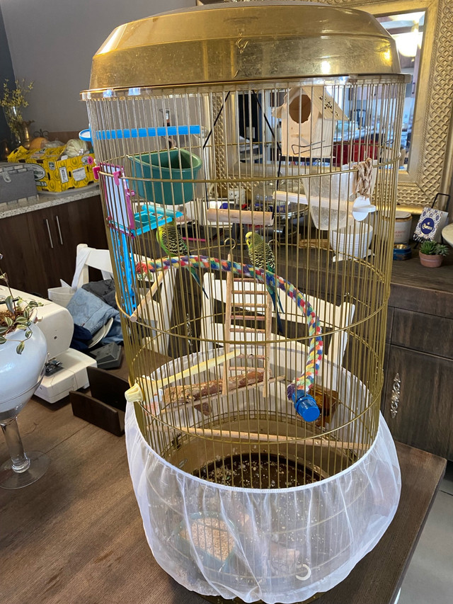 Beautiful Budgie Pair w/cage in Accessories in Calgary - Image 4