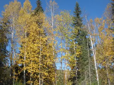 OR!!!!! You can rent the whole home - $1500.00 Location is Wells Gray Park!!!! The entire home is av...