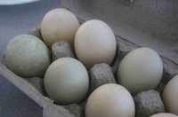 Cayuga Duck hatching eggs 