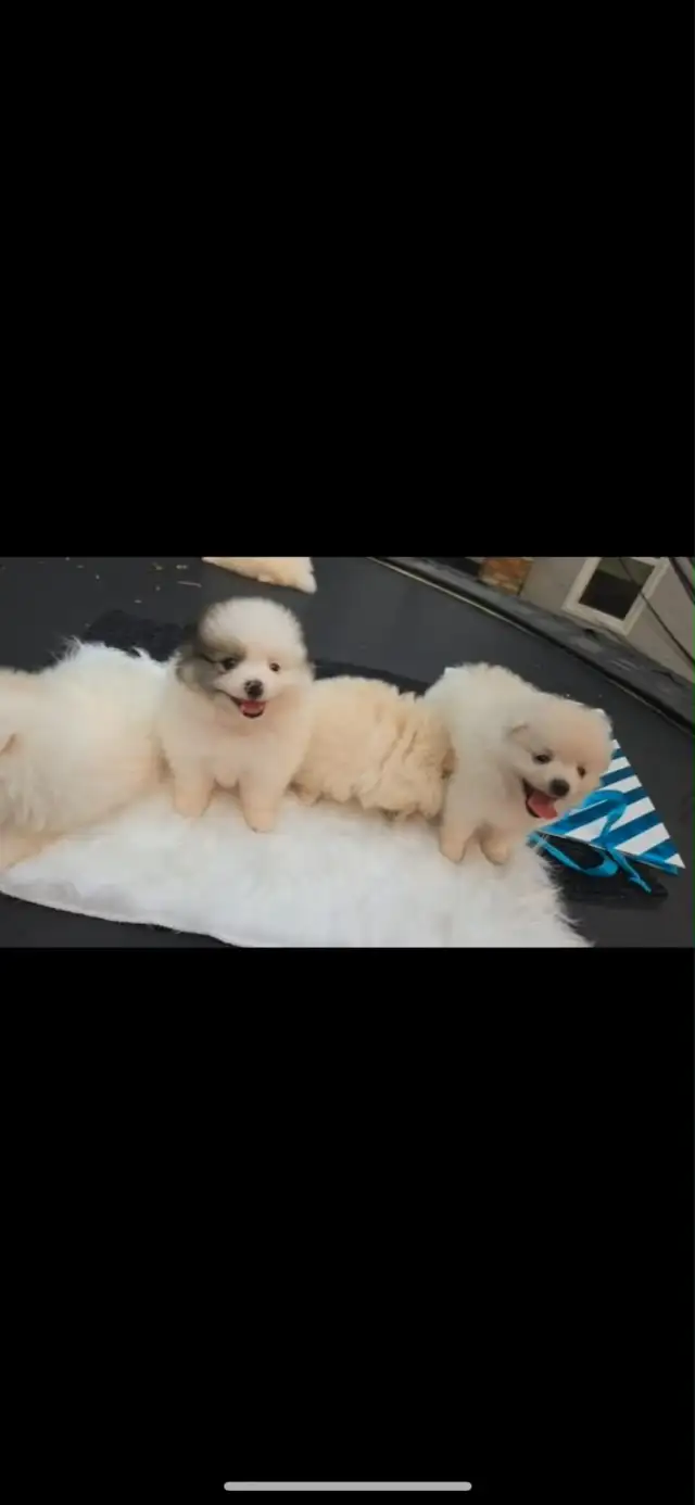 5 Beautiful purebred Pomeranian puppies in Dogs & Puppies for Rehoming in Penticton - Image 8