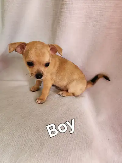 Puppies for sale. Vet checked, shots and dewormed. Born Feb 28, ready for their new homes. There is...