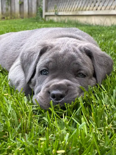 ❤️Only grey female spots available ❤️ Serious inquiries only ✨puppies are not cheap so if your looki...