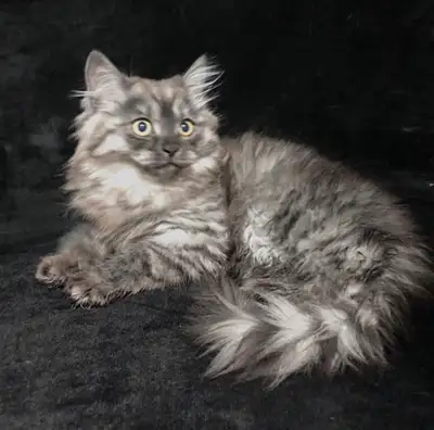 Black Smoke Maine Coon Boy, View more