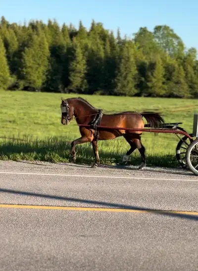 AMHR DRIVING STALLION, View more