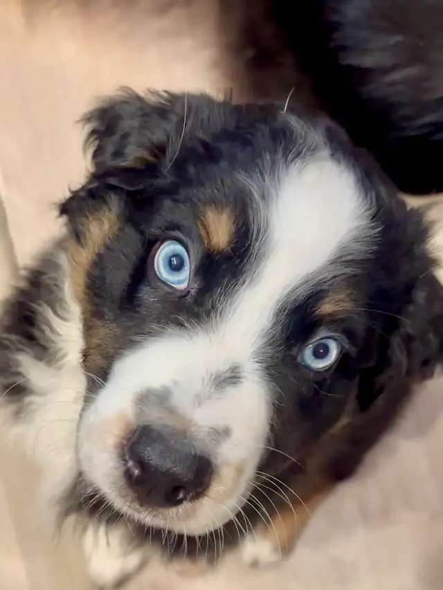 Chiot 10 semaines Bergers Australiens standard CKC in Dogs & Puppies for Rehoming in Gatineau - Image 7