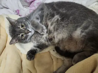 8yr old Female Tabby cat, View more
