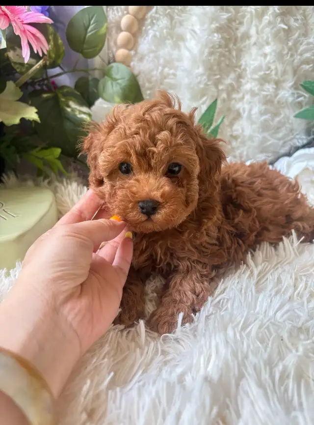 TeddyBear Mini/Toy /Tiny poodle puppies in Dogs & Puppies for Rehoming in City of Toronto - Image 3