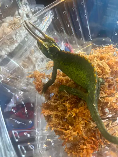 BEAUTIFUL RARE CHAMELEONS, View more
