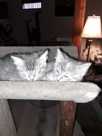 Two Females Kittens - 10 Weeks Old
