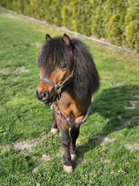 Mini pony for kids leadline 