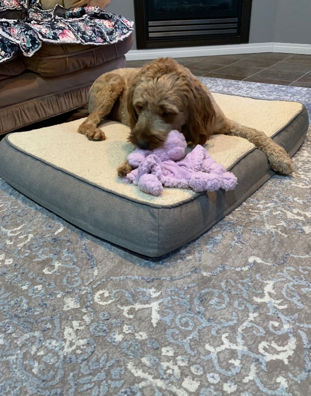 Beautiful, Friendly, 2 year old, Spayed, Female Goldendoodle Dogs