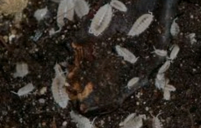 Trichorhina tomentosa " dwarf white " cloporte/isopod 30/10$, View more