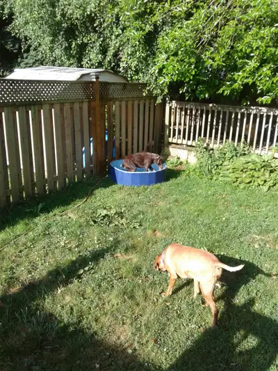 DOGs Vacation  - overnight accomodation/boarding, View more