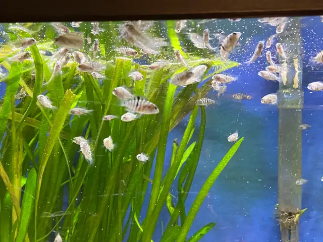 CONVICT CICHLIDS FRY - Pickering  in Fish for Rehoming in City of Toronto - Image 3