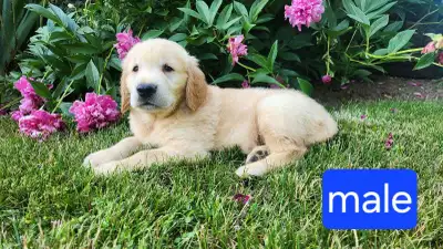 Golden Retriever Puppies , View more