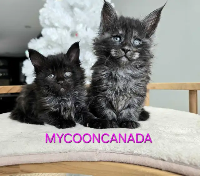 MAGNIFICENT MAINE COONS