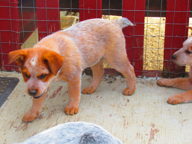 ACD Red and Blue Heeler Puppies in Dogs & Puppies for Rehoming in Prince George - Image 3