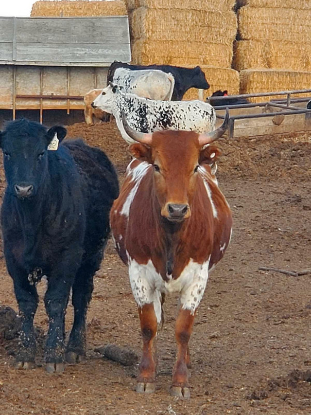 Grass calves feeders in Livestock in Medicine Hat - Image 3