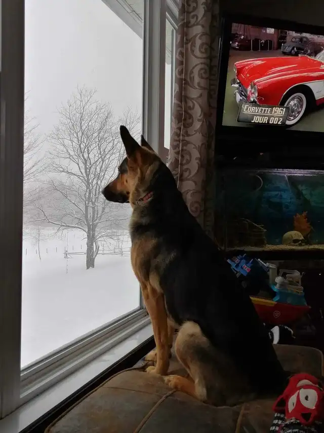 berger allemand  in Dogs & Puppies for Rehoming in Drummondville - Image 7