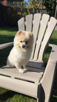 3 year old Cream Pomeranian rehoming
