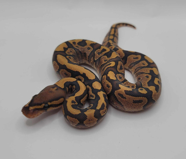 Ball Python Downsizing in Reptiles & Amphibians for Rehoming in Peterborough - Image 3