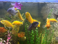 Yellow lab chiclids 