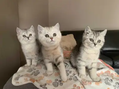 Scottish straight kittens , View more