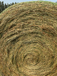 Timothy round bales for sale