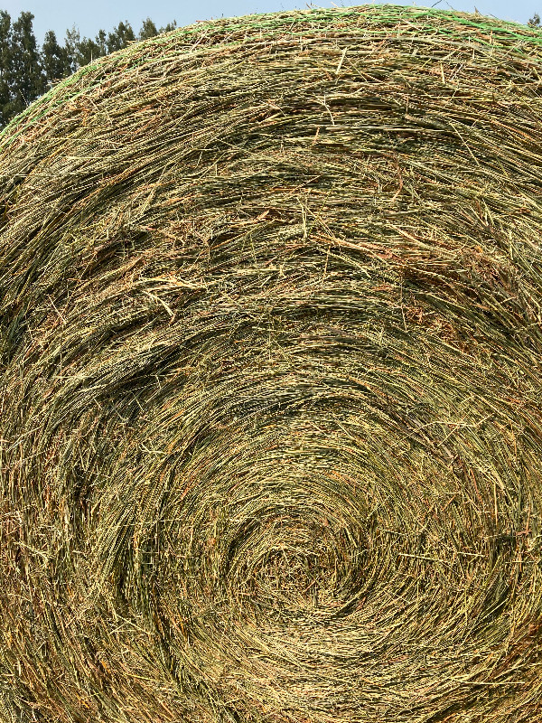 Timothy round bales for sale in Livestock in Calgary