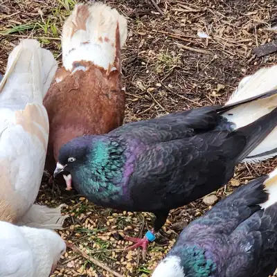 Beautiful Black Pigeon Pairs – White Tail, View more
