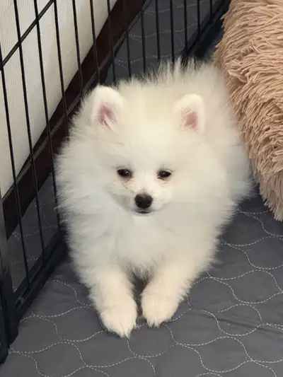 Pomeranian Puppie, View more