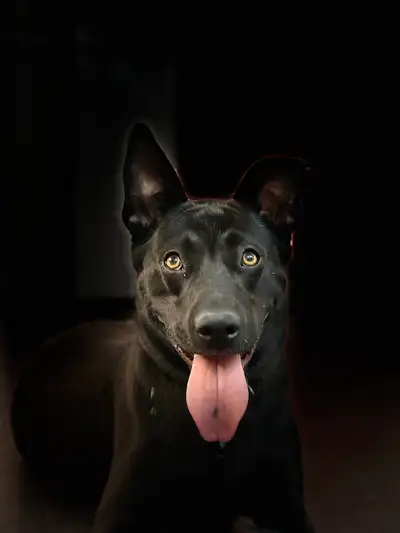 Meet Juniper Juniper is the kind of dog that immediately makes you feel like you’ve known her foreve...