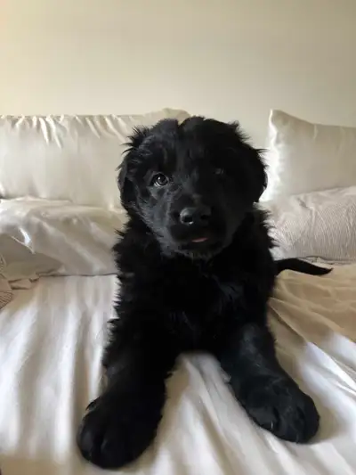 Golden Retriever x German Shepherd Puppies, View more