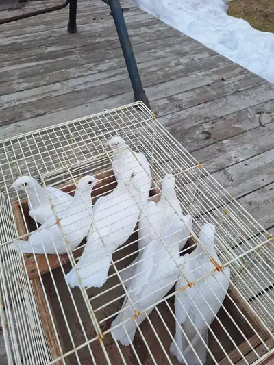 Homing Pigeon for Sale , View more