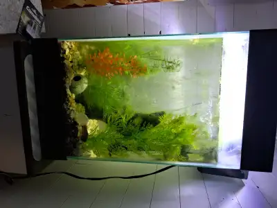 Pea puffer fish and tank, View more