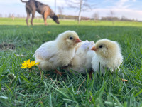 Amaracauna chicks