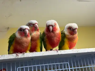 High Red Pineapple Conures, View more