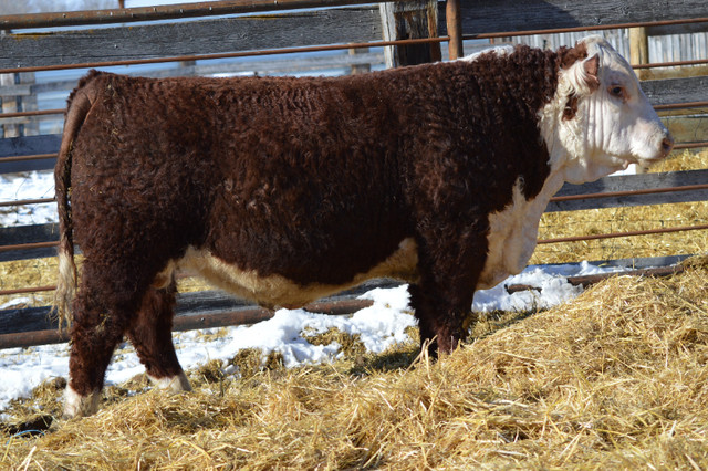 Hereford Bulls for Sale in Livestock in Swift Current - Image 4