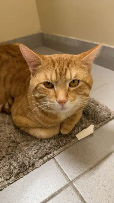 CAT FOR SALE, View more