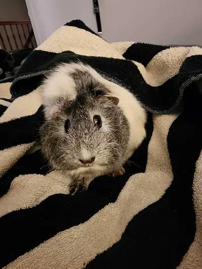SMALL PET BOARDING IN BARRHAVEN - hoomane, View more