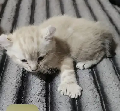 Petite chaton highland lynx, View more